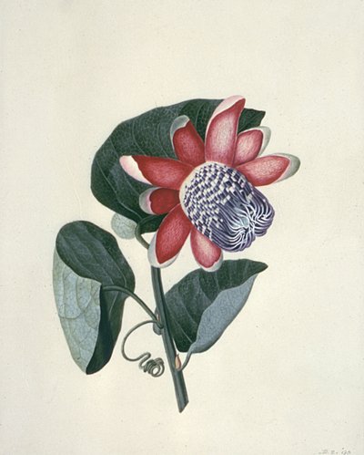 Flower Studies by Peter Brown